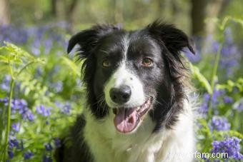 Liste des 30 races de chiens de berger (avec des caractéristiques clés) 