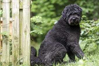 Liste des 30 races de chiens de berger (avec des caractéristiques clés) 