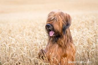 Liste des 30 races de chiens de berger (avec des caractéristiques clés) 