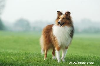 Liste des 30 races de chiens de berger (avec des caractéristiques clés) 