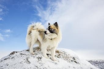 Liste des 30 races de chiens de berger (avec des caractéristiques clés) 