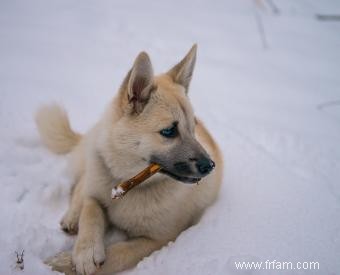 Liste des 30 races de chiens de berger (avec des caractéristiques clés) 