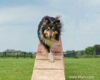 Liste des 30 races de chiens de berger (avec des caractéristiques clés) 