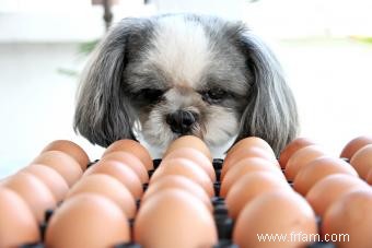 Avantages et risques de l ajout d œufs crus à la nourriture pour chiens 