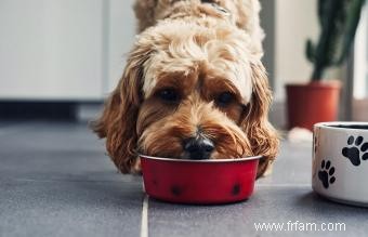 Avis sur les aliments crus pour chiens de marques populaires 