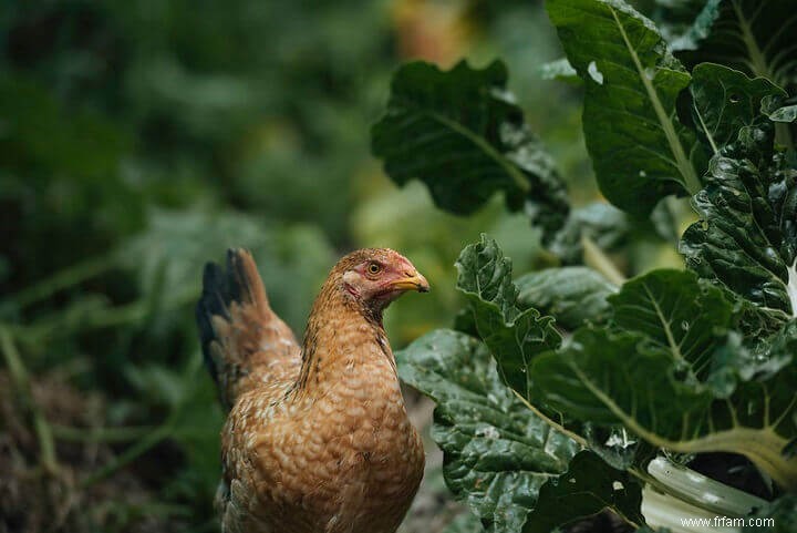 7 raisons de ne pas avoir de poulets de basse-cour 