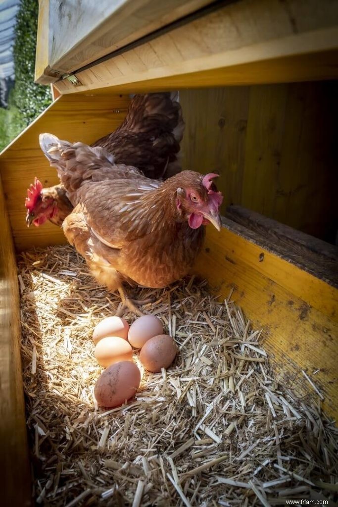 Comment collecter, laver et conserver les œufs de poule 