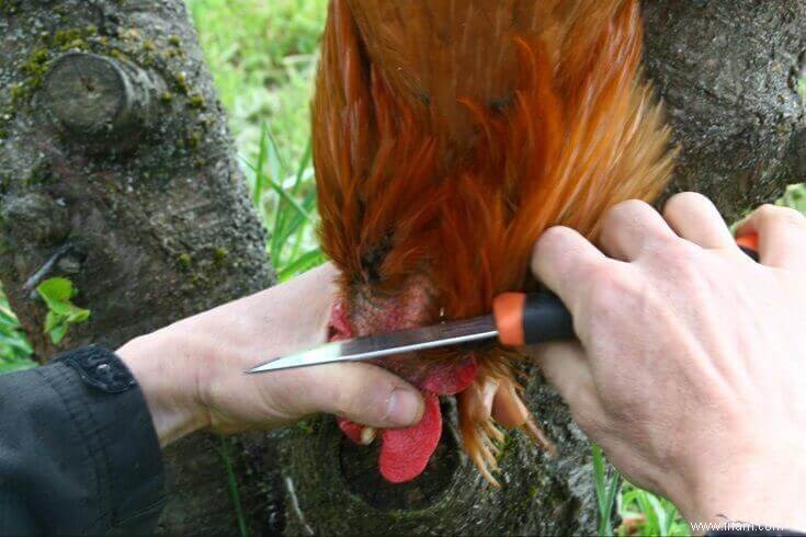 Comment bien boucher un poulet (avec images) 