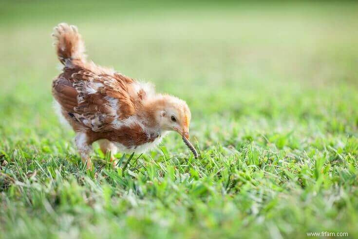 La liste complète des aliments que les poulets PEUVENT et NE PEUVENT PAS manger 