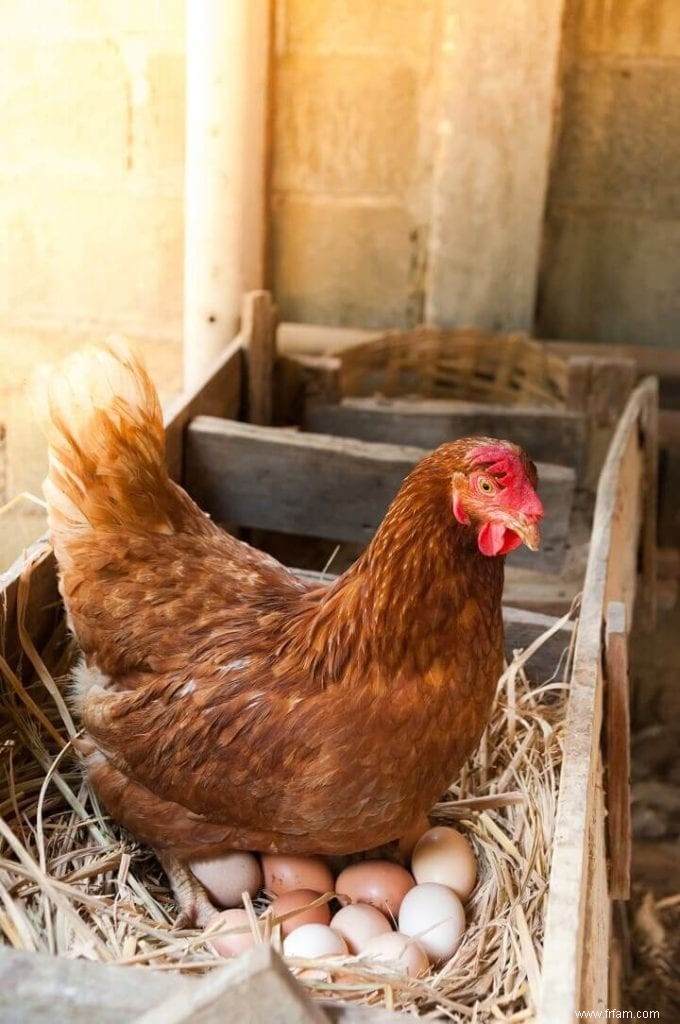 Guide du débutant pour la couvaison du poulet 