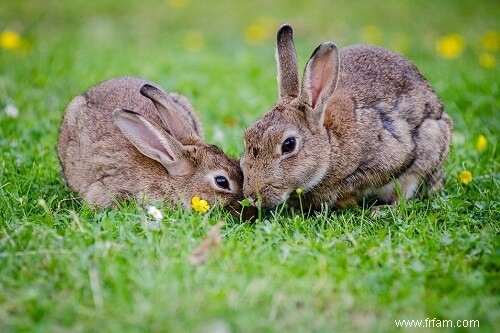 5 meilleurs animaux pour les fermiers 