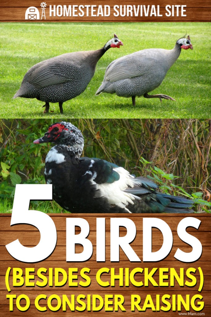 5 oiseaux (en plus des poulets) à envisager d élever 