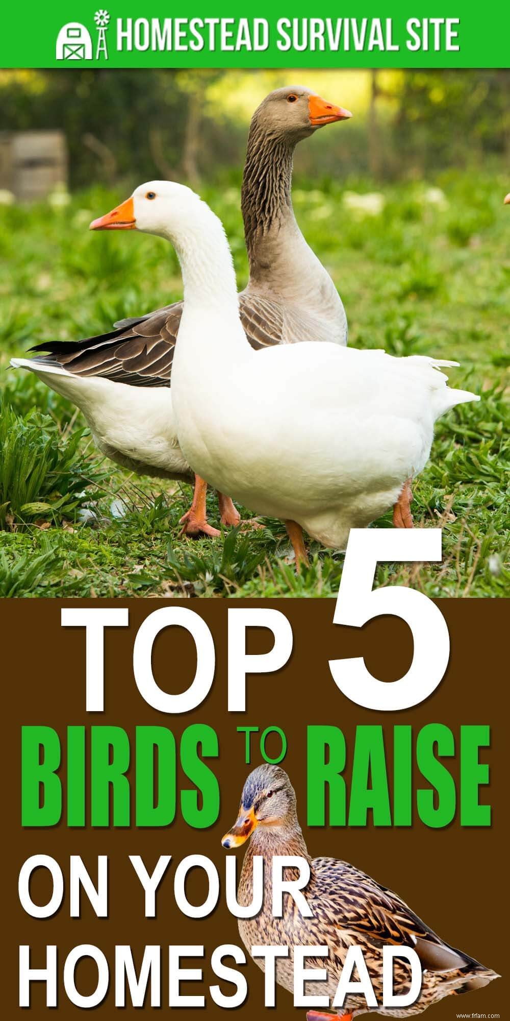 Top 5 des oiseaux à élever sur votre propriété 