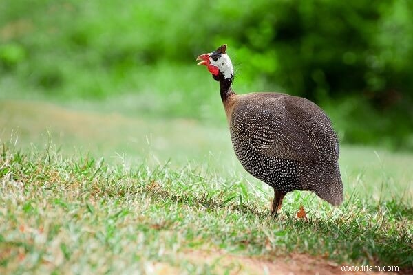 Top 5 des oiseaux à élever sur votre propriété 