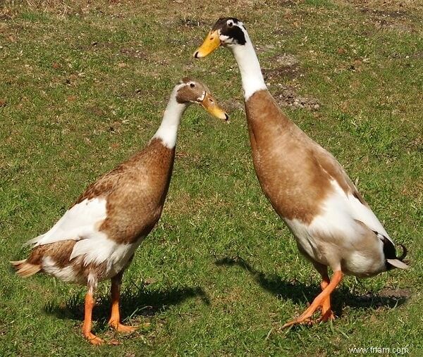 Top 5 des oiseaux à élever sur votre propriété 