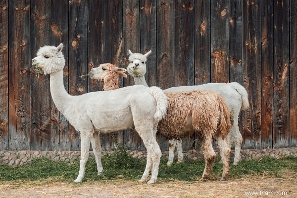 Meilleurs animaux de ferme (avantages et inconvénients de chacun) 