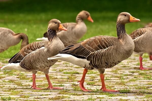 Devriez-vous élever différents types d oiseaux ensemble ? 