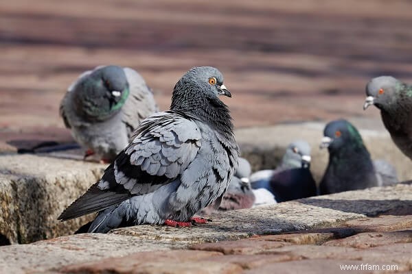 Devriez-vous élever différents types d oiseaux ensemble ? 