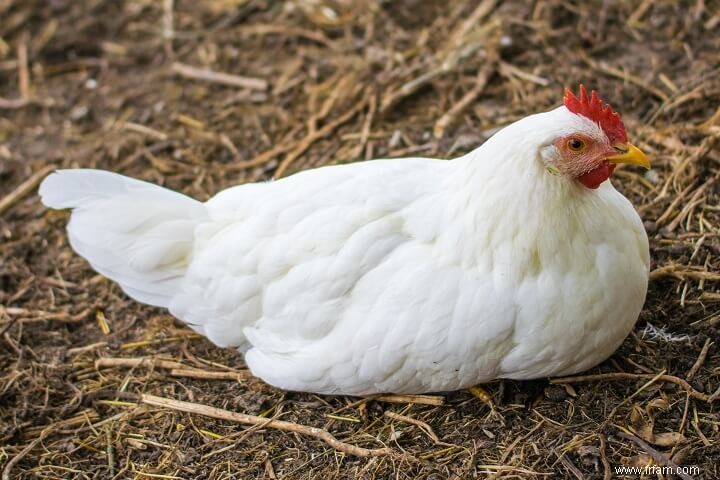 8 meilleures races de poules pondeuses 