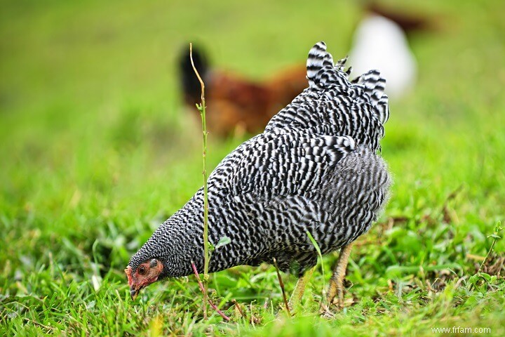 8 meilleures races de poules pondeuses 