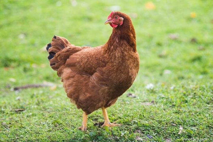 8 meilleures races de poules pondeuses 