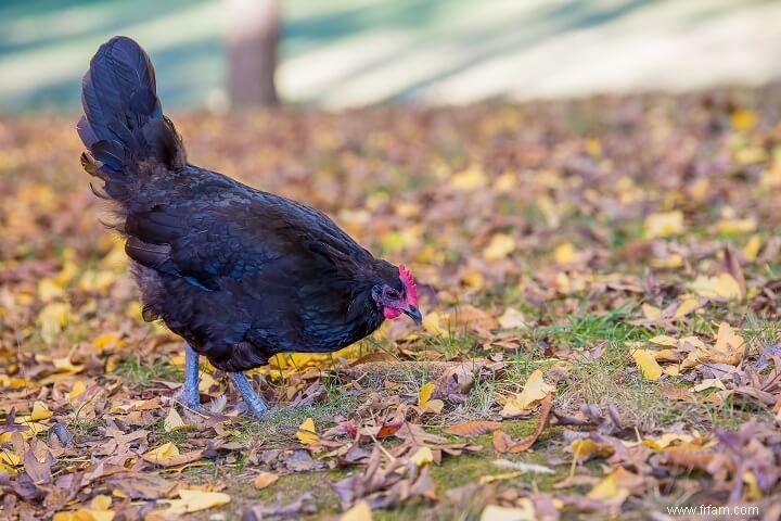 8 meilleures races de poules pondeuses 