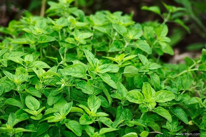 Des herbes médicinales pour les poulets ? Oui! 