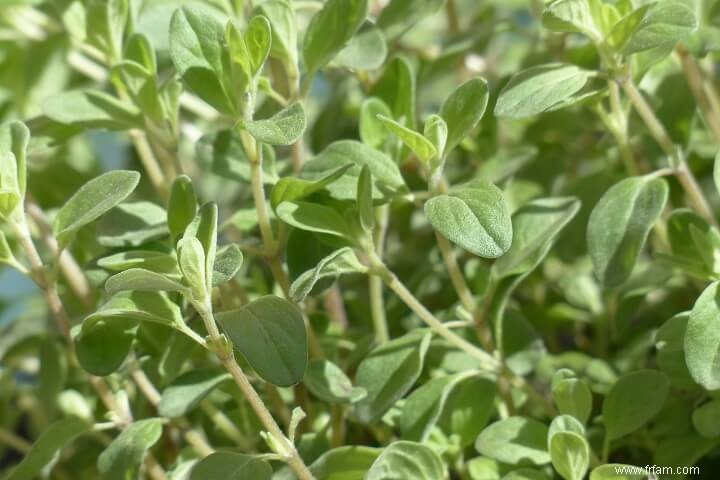 Des herbes médicinales pour les poulets ? Oui! 