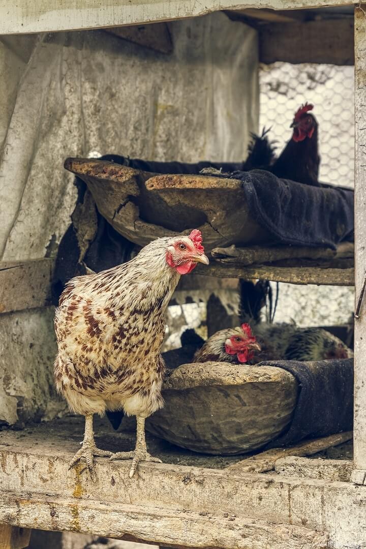 13 raisons pour lesquelles vos poules ne pondent pas d œufs 