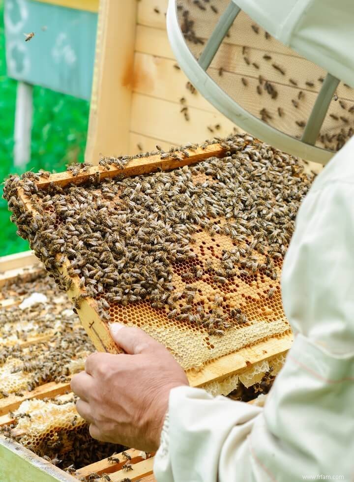 Apiculture pour les débutants :comment installer une ruche 