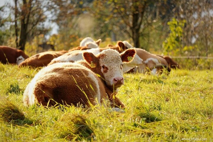 Comment garder le bétail au frais en été 