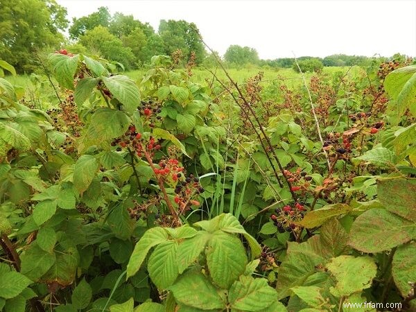 10 superaliments sauvages à cueillir dans votre jardin 