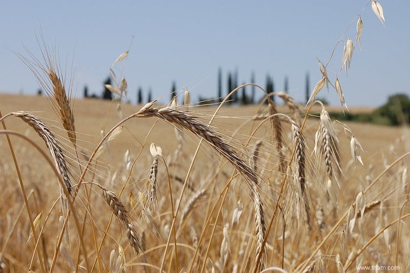 Voici comment utiliser un moulin à grains et faire de la farine [avec images] 