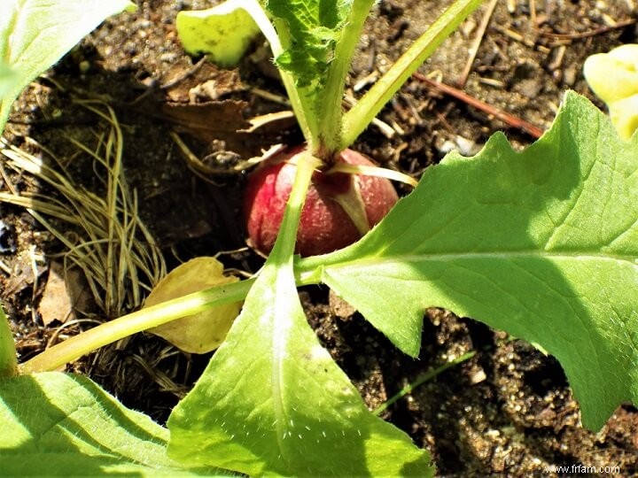 15 parties de légumes que vous ne saviez pas pouvoir manger 