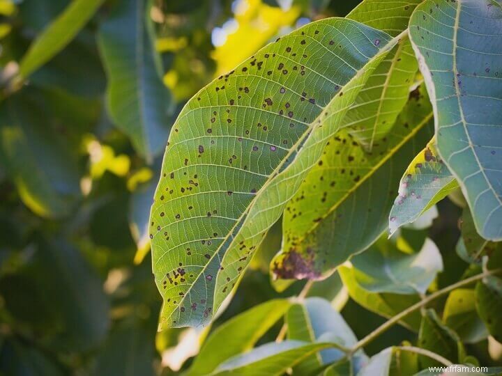 11 maladies des plantes les plus courantes et comment les traiter 