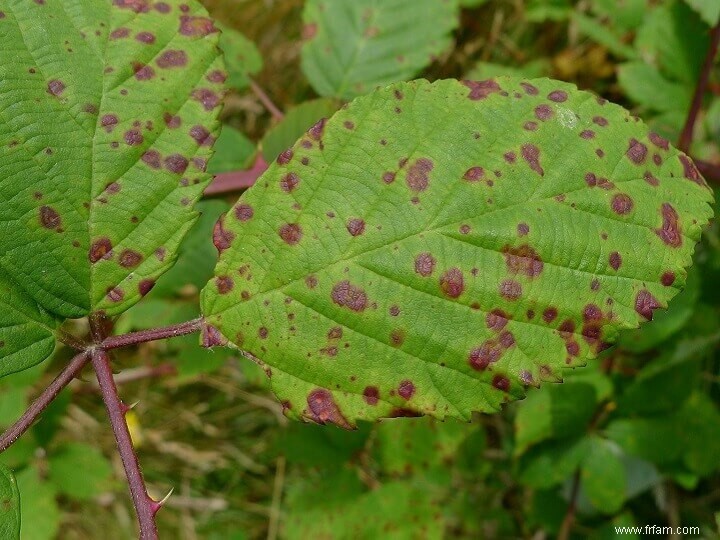 11 maladies des plantes les plus courantes et comment les traiter 