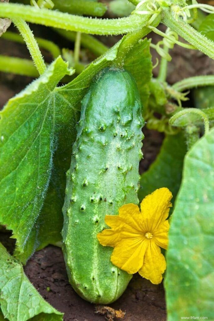 Comment planter et entretenir un jardin d été 