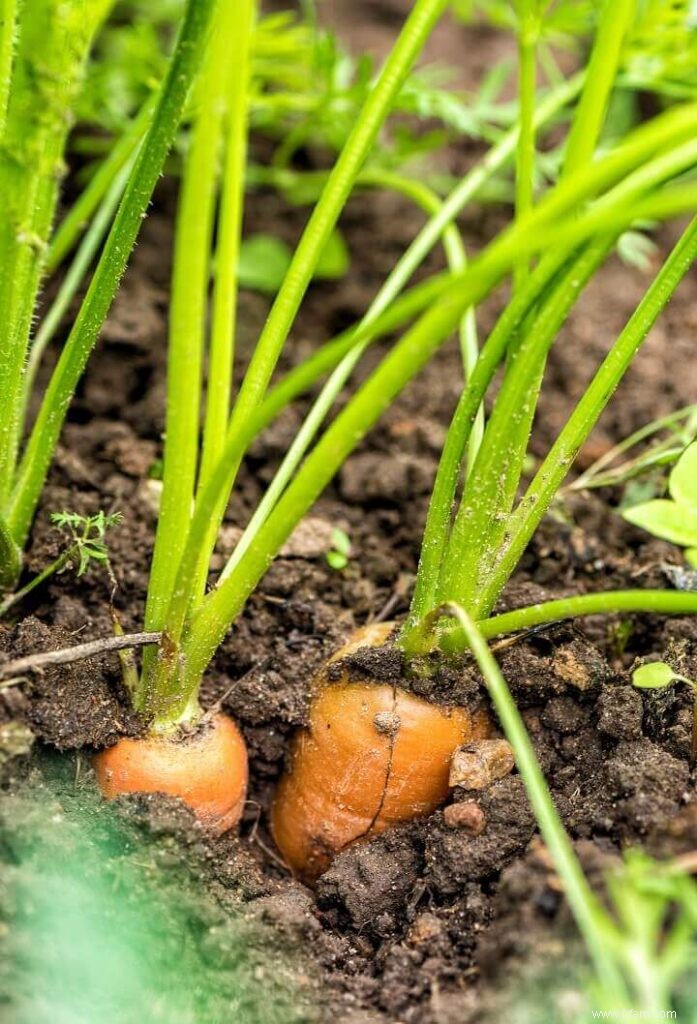 Comment planter et entretenir un jardin d été 