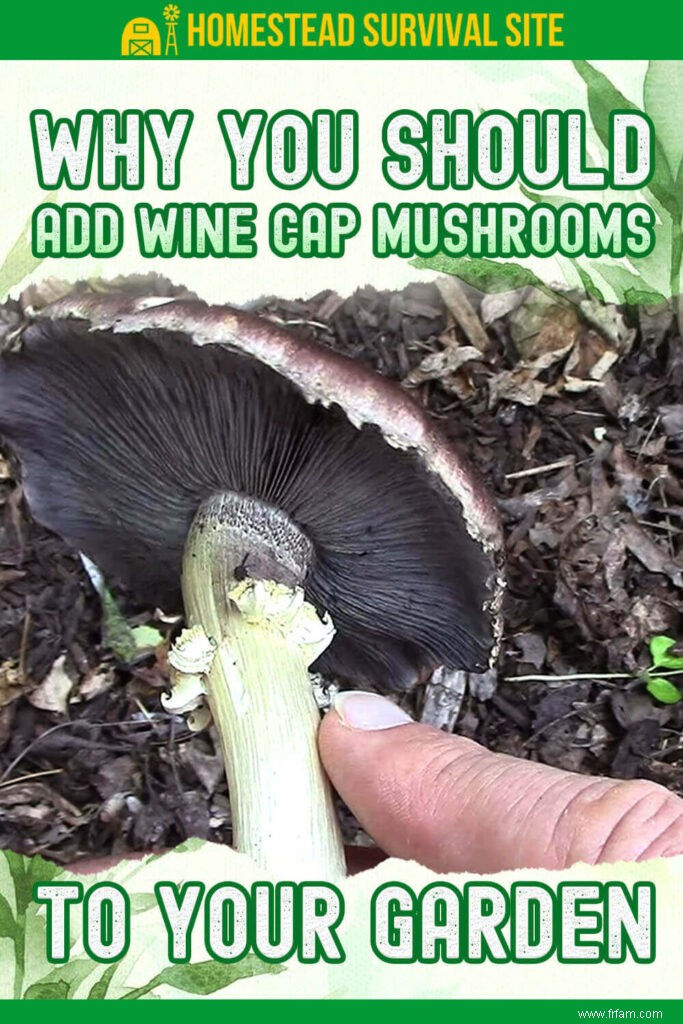 Pourquoi devriez-vous ajouter des champignons du chapeau de vin à votre jardin 