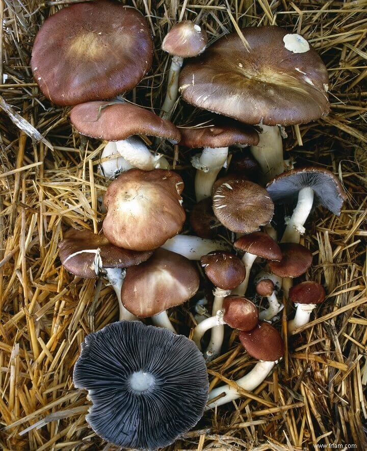 Pourquoi devriez-vous ajouter des champignons du chapeau de vin à votre jardin 