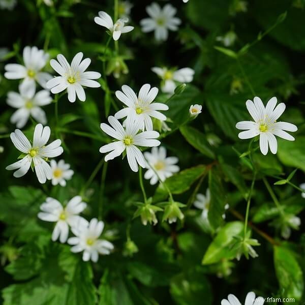 10 comestibles sauvages à rechercher dans votre jardin 