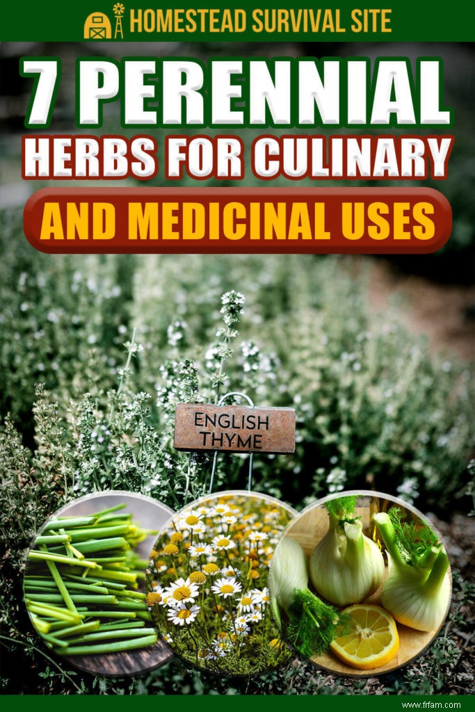 7 herbes vivaces à usage culinaire et médicinal 