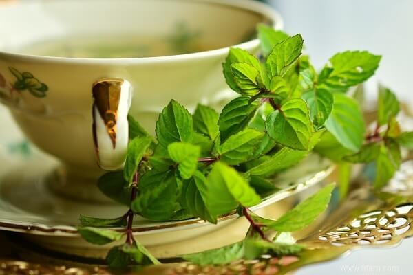 7 herbes vivaces à usage culinaire et médicinal 