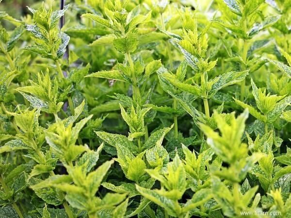 9 herbes vivaces à planter maintenant et à savourer chaque année 