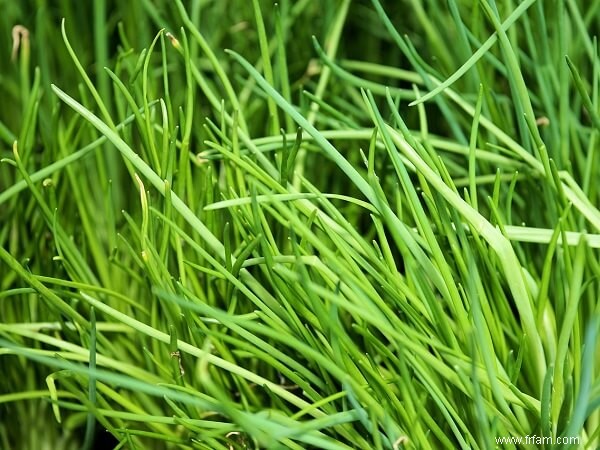 9 herbes vivaces à planter maintenant et à savourer chaque année 