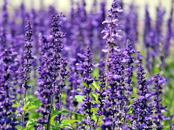 9 herbes vivaces à planter maintenant et à savourer chaque année 