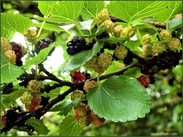 Comment créer une forêt alimentaire comestible 