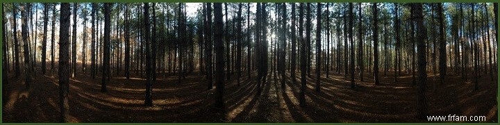 Comment créer une forêt alimentaire comestible 