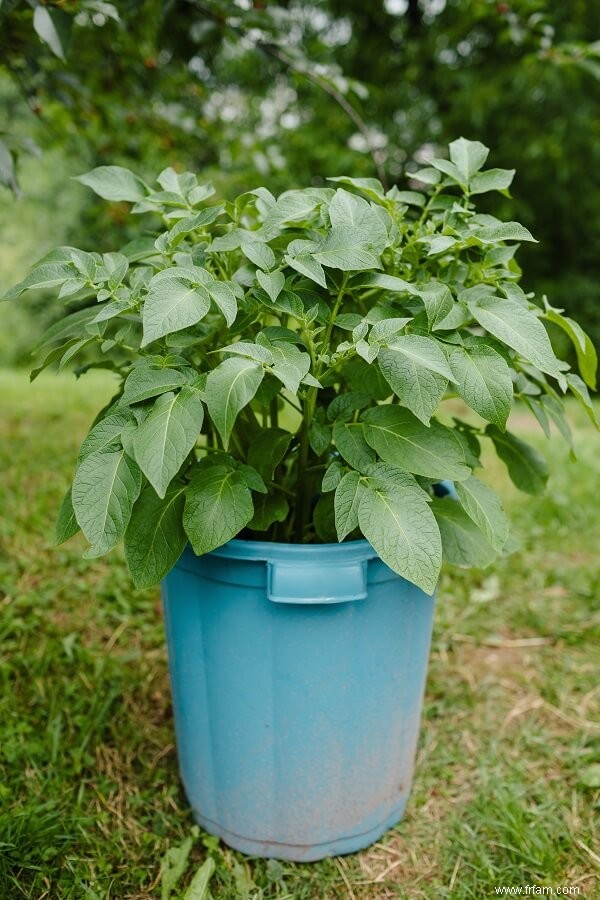 Comment transformer vos restes en un jardin florissant 