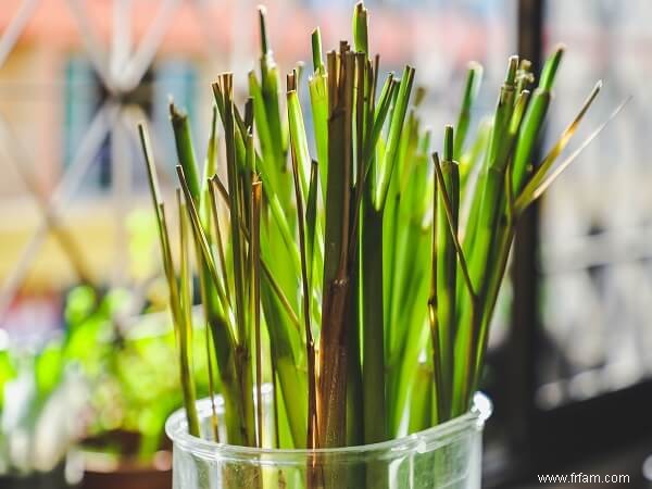 Comment transformer vos restes en un jardin florissant 